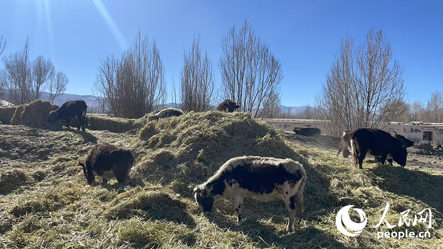 長所鄉(xiāng)森嘎村村民的牲畜在食用新鮮飼草。人民網(wǎng)記者 郝潔攝