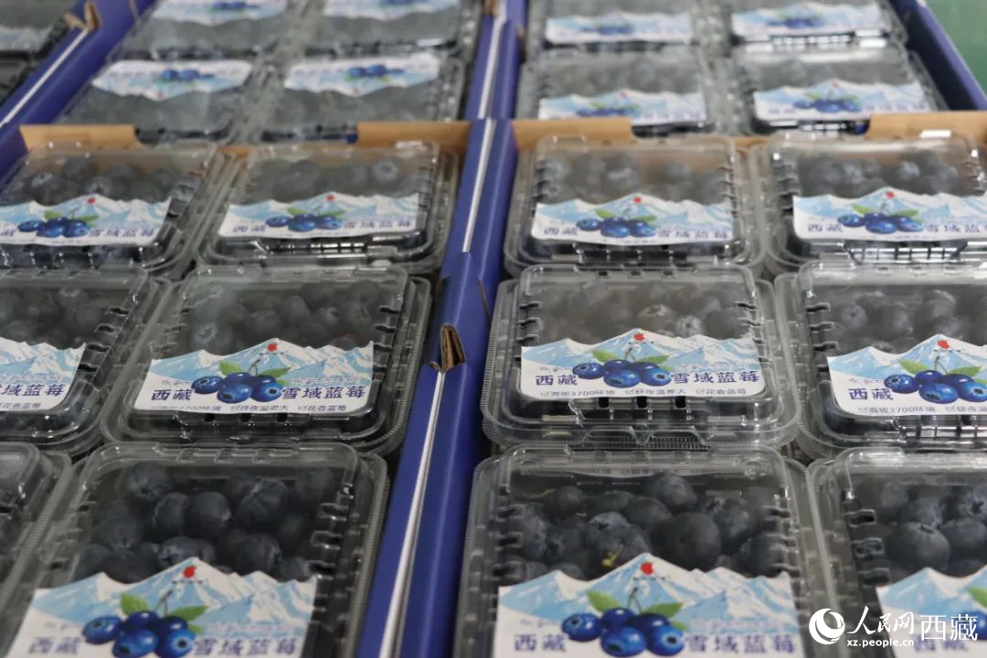 包裝好的藍(lán)莓。次仁龍布攝