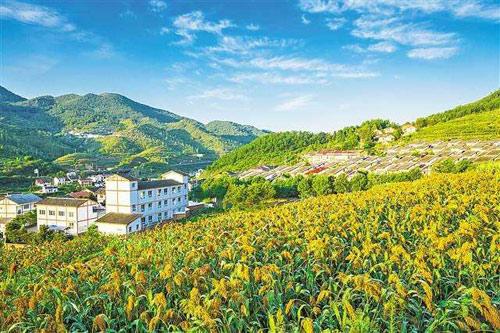 【理上網來o輝煌十九大】鄉(xiāng)村振興戰(zhàn)略：更綜合、全面、系統的發(fā)展戰(zhàn)略