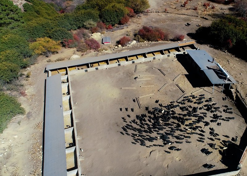 麥村藏香豬養(yǎng)殖基地。